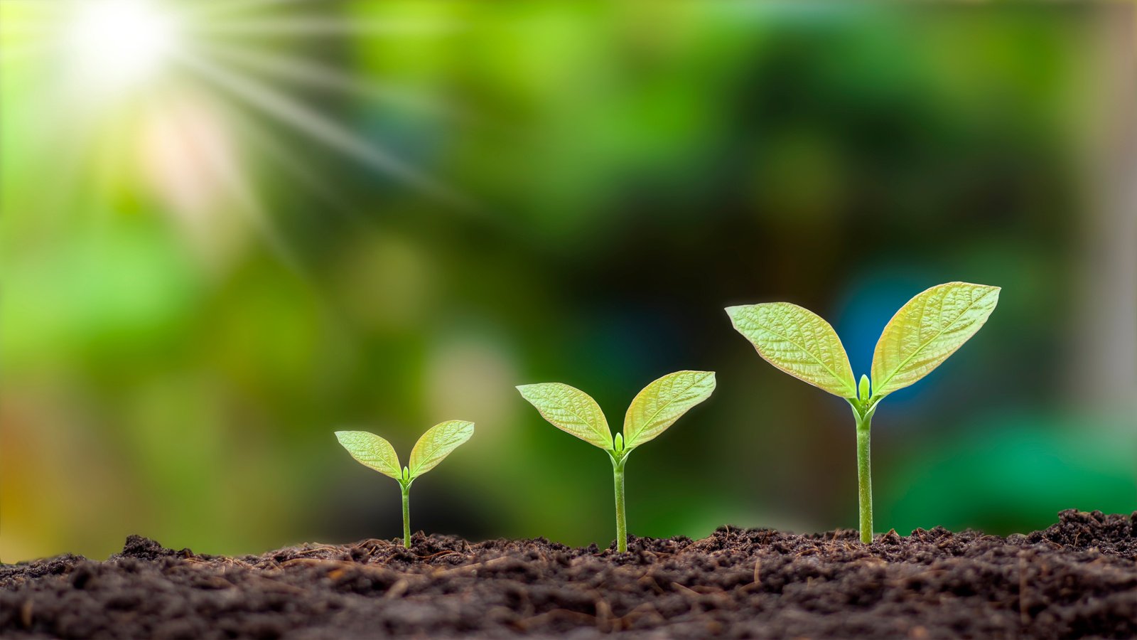 Small Sprouts Growing in the Soil